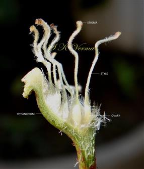  Hypanthium V.S. with pistils